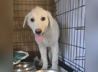 Faro: ich wäre gern Familienhund