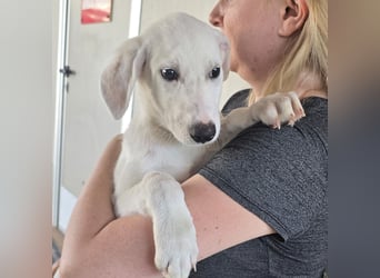 Fluk: Herznase sucht Herzensmensch