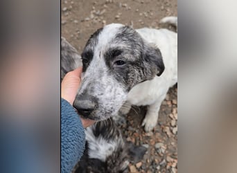 Cassian: beeindruckt mit seiner Ruhe