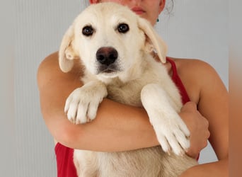 Faro: ich wäre gern Familienhund