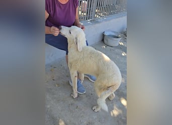Bibo: ein Sonnenschein sucht Dich!