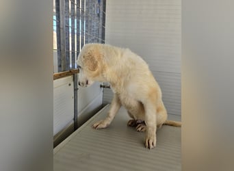 Madour: der Kuschelkönig im Gehege