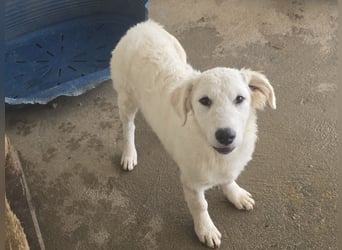 Taco: ein Wuschel zum Verlieben