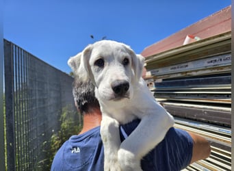 Seppelino: ein "Seppl" zum lieb haben