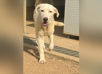 Bibo: ein Sonnenschein sucht Dich!