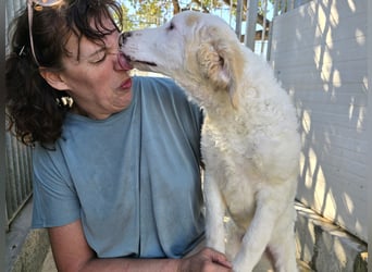 Bubo: so klein und so allein