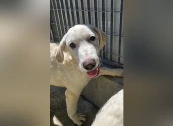 Bibo: ruhiger und entspannter Junghund sucht dich!
