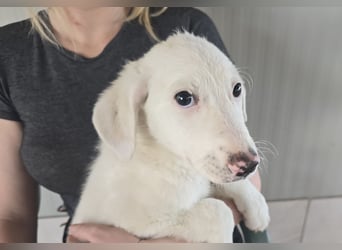 Fiametta: kleine Prinzessin