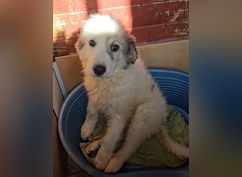 Balma: unschuldig hinter Gitter