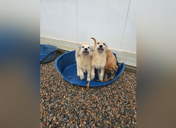 Tancredi: ein Wuschel zum Verlieben