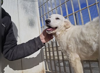 Taco: ein Wuschel zum Verlieben