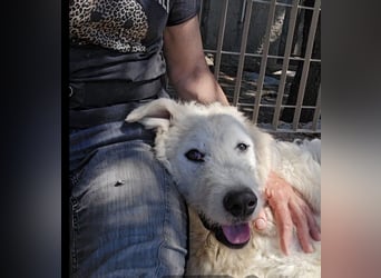 Taco: 4 Pfoten suchen Streichelhände