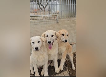 Taco: ein Wuschel mit Herz und guter Laune