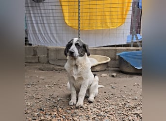 Cassian: beeindruckt mit seiner Ruhe