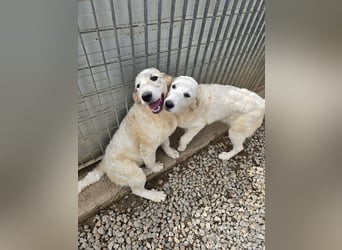 Balma: so klein und so allein