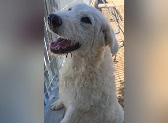 Taco: 4 Pfoten suchen Streichelhände