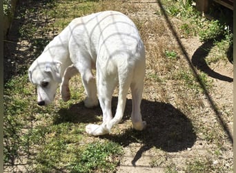 Seppelino: ein "Seppl" zum lieb haben