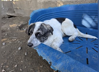 Cassian: beeindruckt mit seiner Ruhe