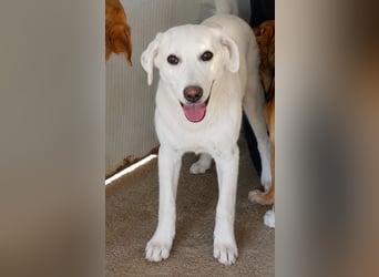Faro: ich wäre gern Familienhund