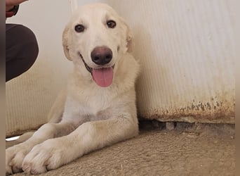 Faro: ich wäre gern Familienhund