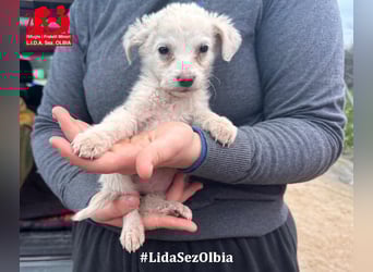 Biba: so klein und so allein