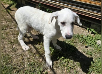 Seppelino: ein "Seppl" zum lieb haben