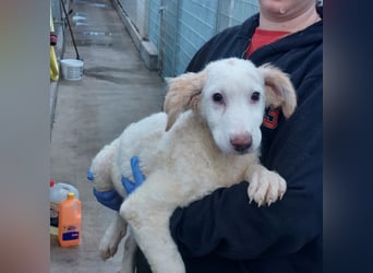 Bubo: so klein und so allein