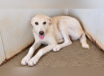 Faro: ich wäre gern Familienhund