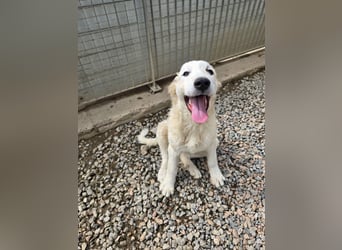 Balma: so klein und so allein