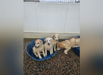 Tancredi: ein Wuschel zum Verlieben