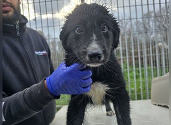 Pumba: Spaß und gute Laune garantiert