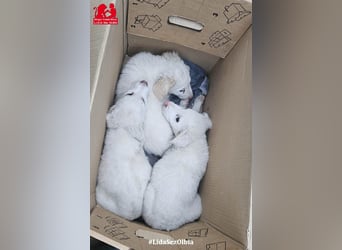 Bubo: so klein und so allein