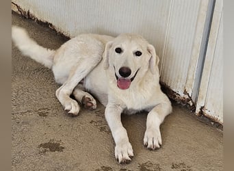 Faro: ich wäre gern Familienhund