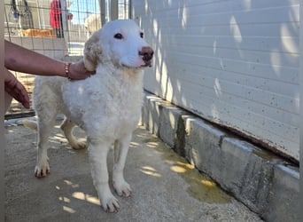 Bubo: so klein und so allein