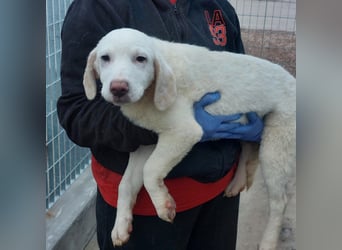 Bibo: so klein und so allein