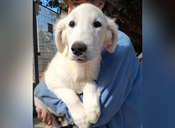Buddy - ein Lausbub zum Verlieben