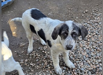 Cassian: beeindruckt mit seiner Ruhe