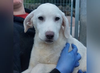 Biba: so klein und so allein