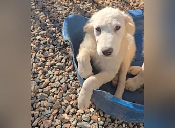 Taco: ein Wuschel zum Verlieben