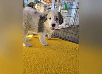 Balma: unschuldig hinter Gitter