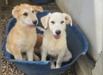 Taco: ein Wuschel zum Verlieben