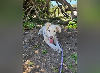 Sebastian: kleiner Schelm freut sich aufs Leben