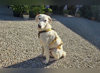 Bibo: liebt Menschen, Hunde, Katzen, Hühner, Gänse...