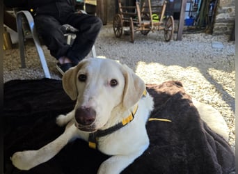Bibo: liebt Menschen, Hunde, Katzen, Hühner, Gänse...