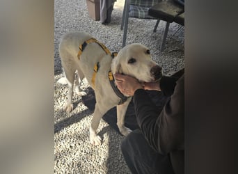 Bibo: liebt Menschen, Hunde, Katzen, Hühner, Gänse...
