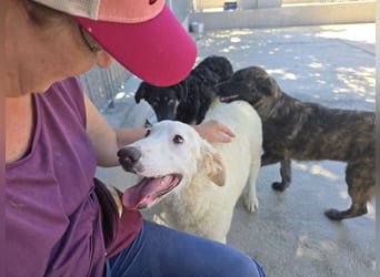 Bibo: liebt Menschen, Hunde, Katzen, Hühner, Gänse...