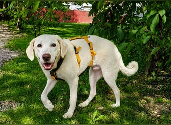 Bibo: liebt Menschen, Hunde, Katzen, Hühner, Gänse...