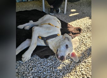 Bibo: liebt Menschen, Hunde, Katzen, Hühner, Gänse...
