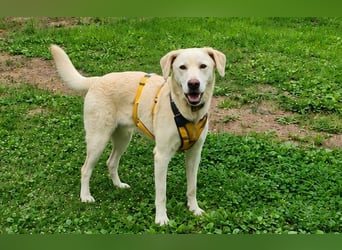 Bibo: liebt Menschen, Hunde, Katzen, Hühner, Gänse...