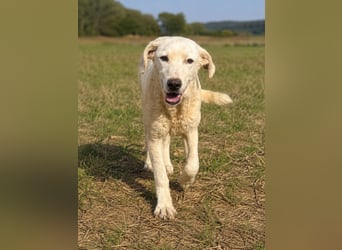 Bibo: liebt Menschen, Hunde, Katzen, Hühner, Gänse...